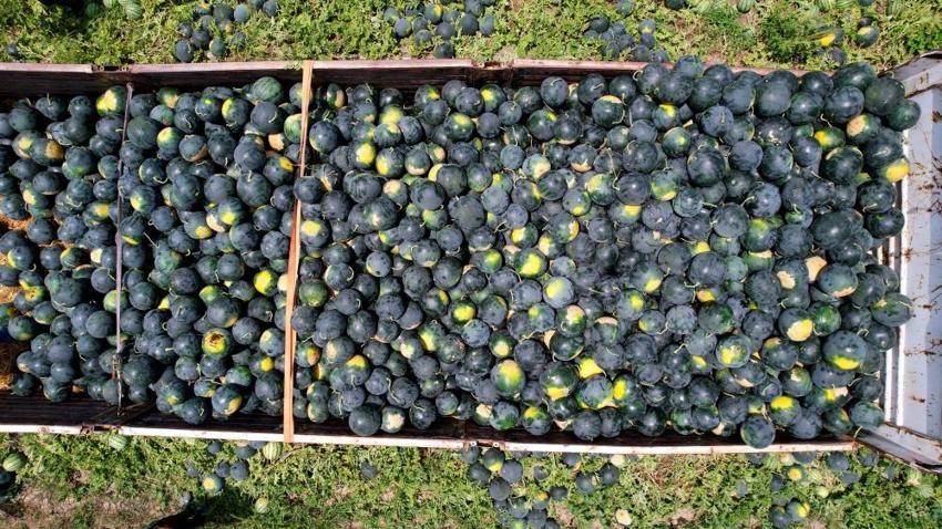 Adana'nın meşhur çekirdeksiz karpuzuna ilgi her geçen gün artıyor!