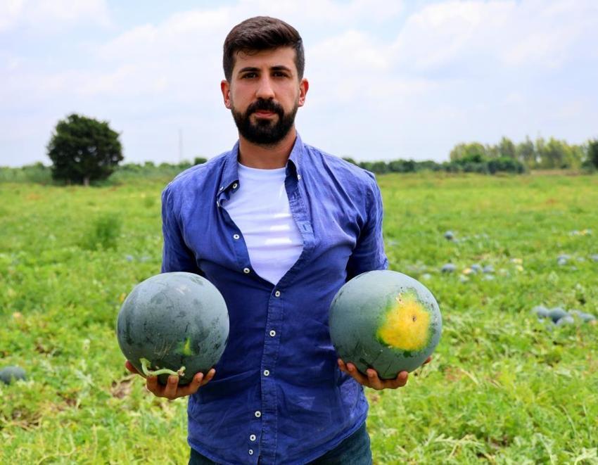 Adana'nın meşhur çekirdeksiz karpuzuna ilgi her geçen gün artıyor!