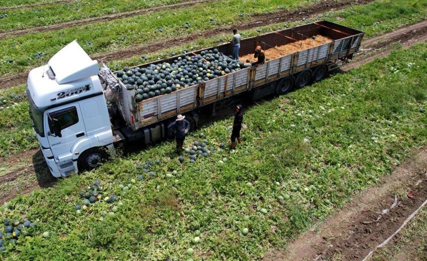 Adana'nın meşhur çekirdeksiz karpuzuna ilgi her geçen gün artıyor!