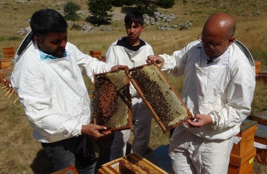 Faydaları saymakla bitmeyen şifa deposu sedir balının sağımı başladı