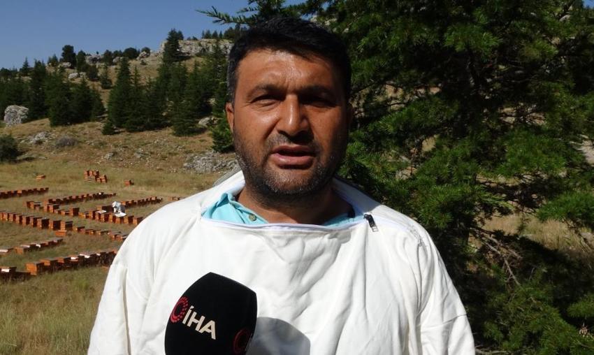 Faydaları saymakla bitmeyen şifa deposu sedir balının sağımı başladı