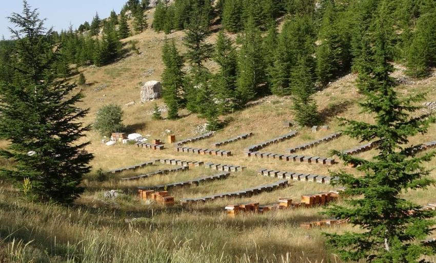 Faydaları saymakla bitmeyen şifa deposu sedir balının sağımı başladı