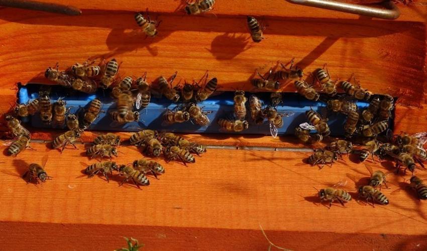 Faydaları saymakla bitmeyen şifa deposu sedir balının sağımı başladı
