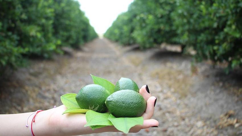 Haziran ayının zam şampiyonu limon Adana'daki hasatla dengelenecek 