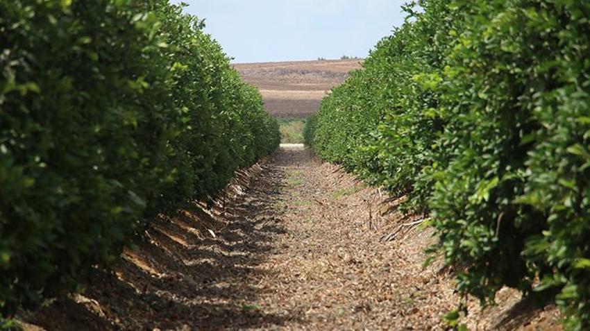  Haziran ayının zam şampiyonu limon Adana'daki hasatla dengelenecek 