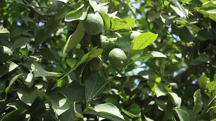  Haziran ayının zam şampiyonu limon Adana'daki hasatla dengelenecek 