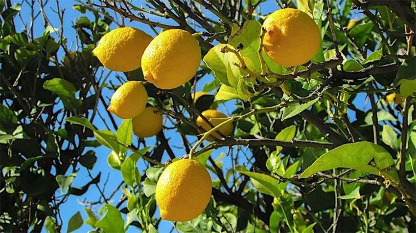  Haziran ayının zam şampiyonu limon Adana'daki hasatla dengelenecek 