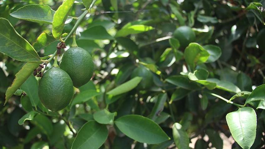  Haziran ayının zam şampiyonu limon Adana'daki hasatla dengelenecek 