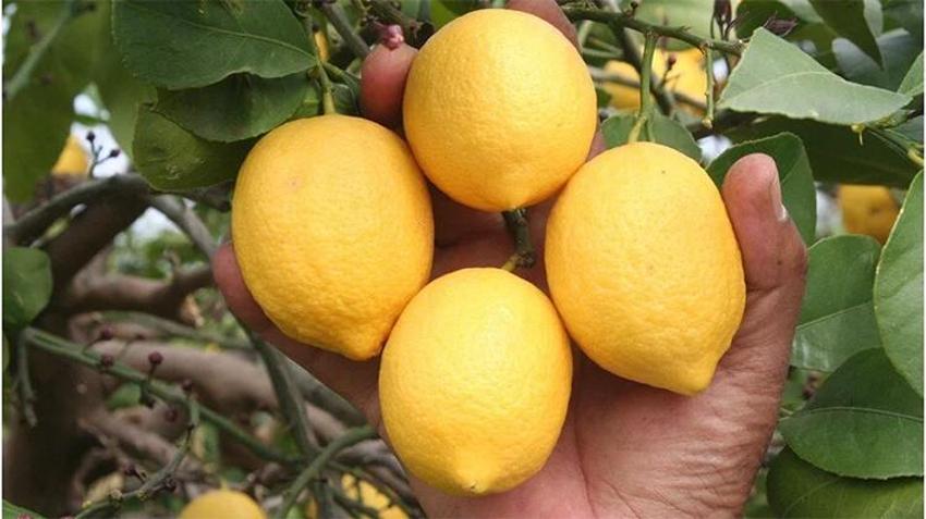  Haziran ayının zam şampiyonu limon Adana'daki hasatla dengelenecek 