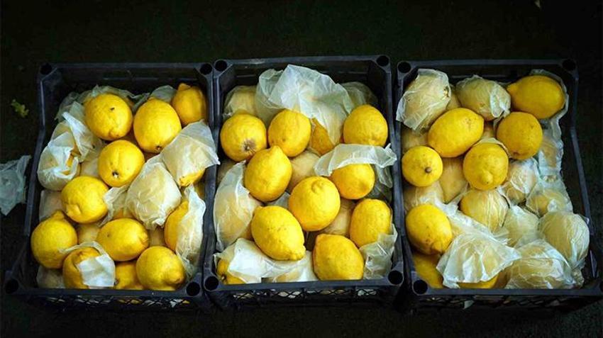  Haziran ayının zam şampiyonu limon Adana'daki hasatla dengelenecek 
