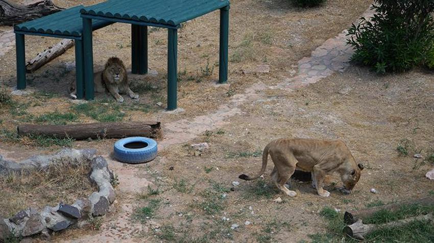 Kavurucu sıcaklarda hayvanlar unutulmadı! Buzlu kokteyl hazırlandı 