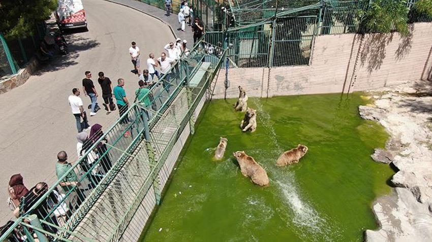 Kavurucu sıcaklarda hayvanlar unutulmadı! Buzlu kokteyl hazırlandı 