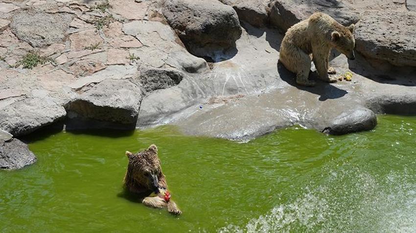 Kavurucu sıcaklarda hayvanlar unutulmadı! Buzlu kokteyl hazırlandı 