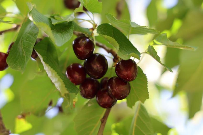 Adana'da üretiliyor, dünya markası olmaya aday! Rusya ve Avrupa ülkelerine ihraç ediliyor