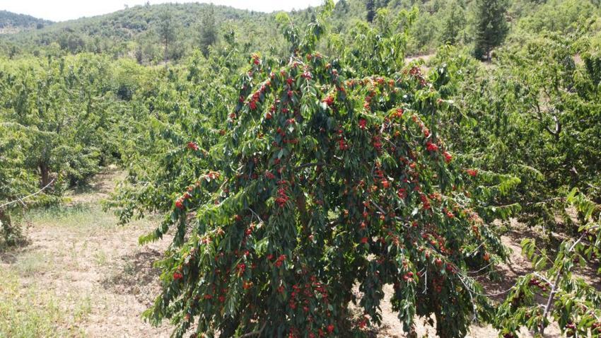 Adana'da üretiliyor, dünya markası olmaya aday! Rusya ve Avrupa ülkelerine ihraç ediliyor