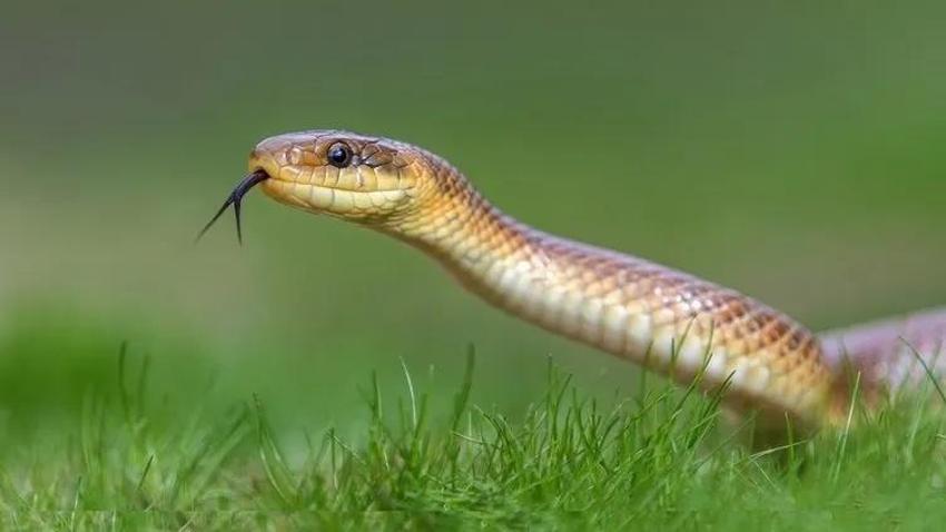 Yılanın ısırığı değil batıl inancı öldürüyordu! Kendisini sokan yılanı ısırarak parçaladı, ölümden döndü!
