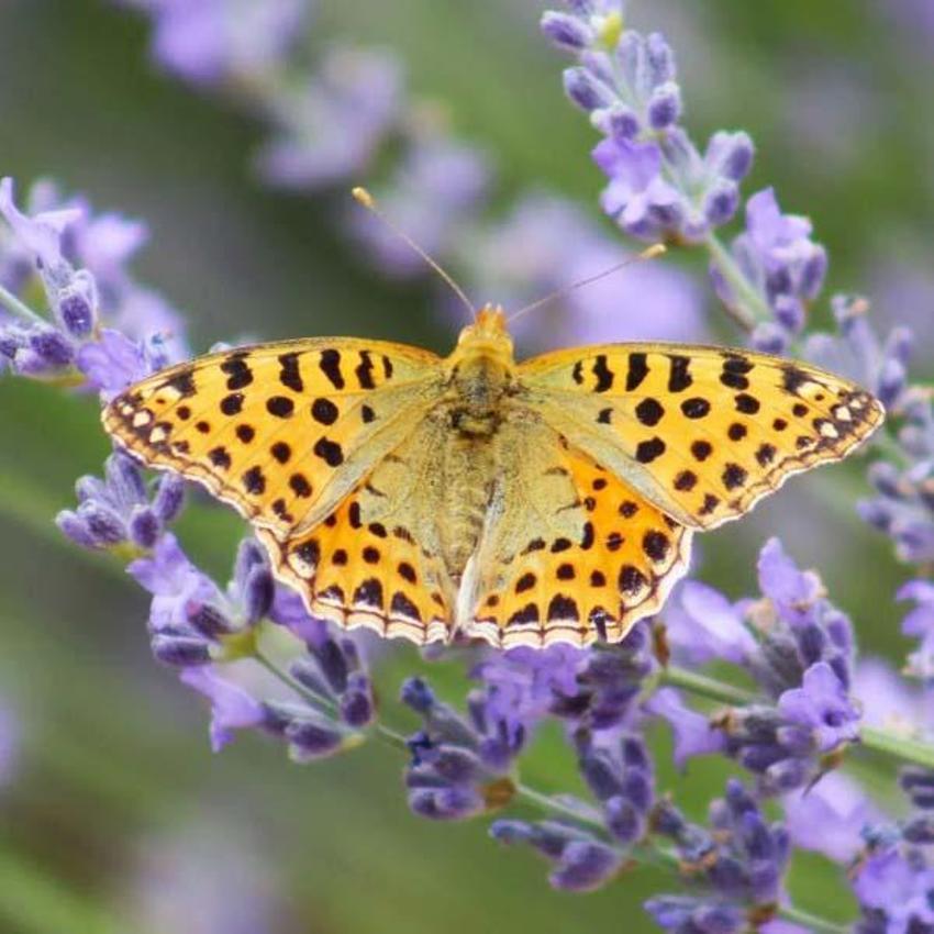 Adana'da kelebekler diyarında mavi kelebeği fotoğraflamak için yarıştılar