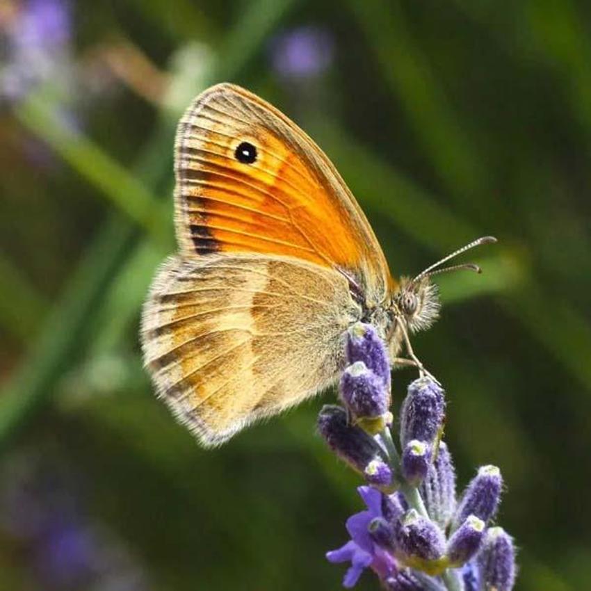 Adana'da kelebekler diyarında mavi kelebeği fotoğraflamak için yarıştılar