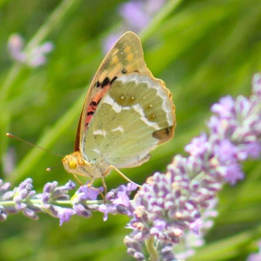 Adana'da kelebekler diyarında mavi kelebeği fotoğraflamak için yarıştılar