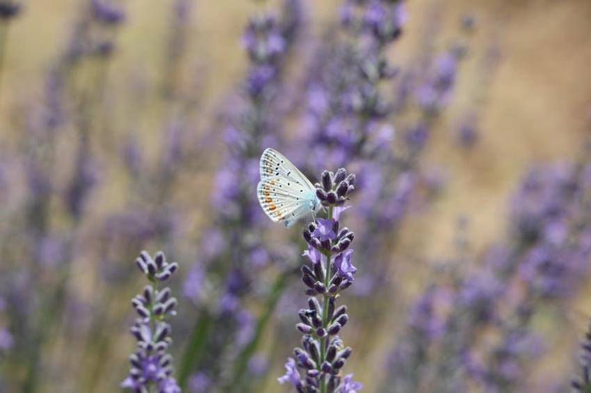Yüzlerce fotoğrafçı akın etti! Geleneksel Saimbeyli kelebeği gözlem etkinliği başladı 