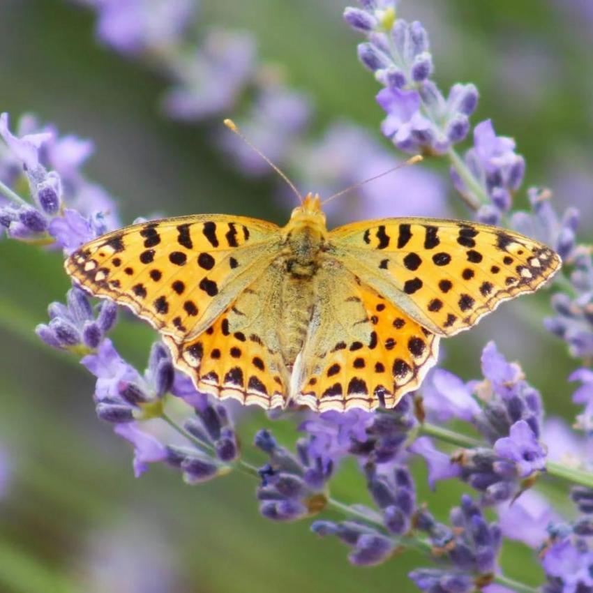 Yüzlerce fotoğrafçı akın etti! Geleneksel Saimbeyli kelebeği gözlem etkinliği başladı 