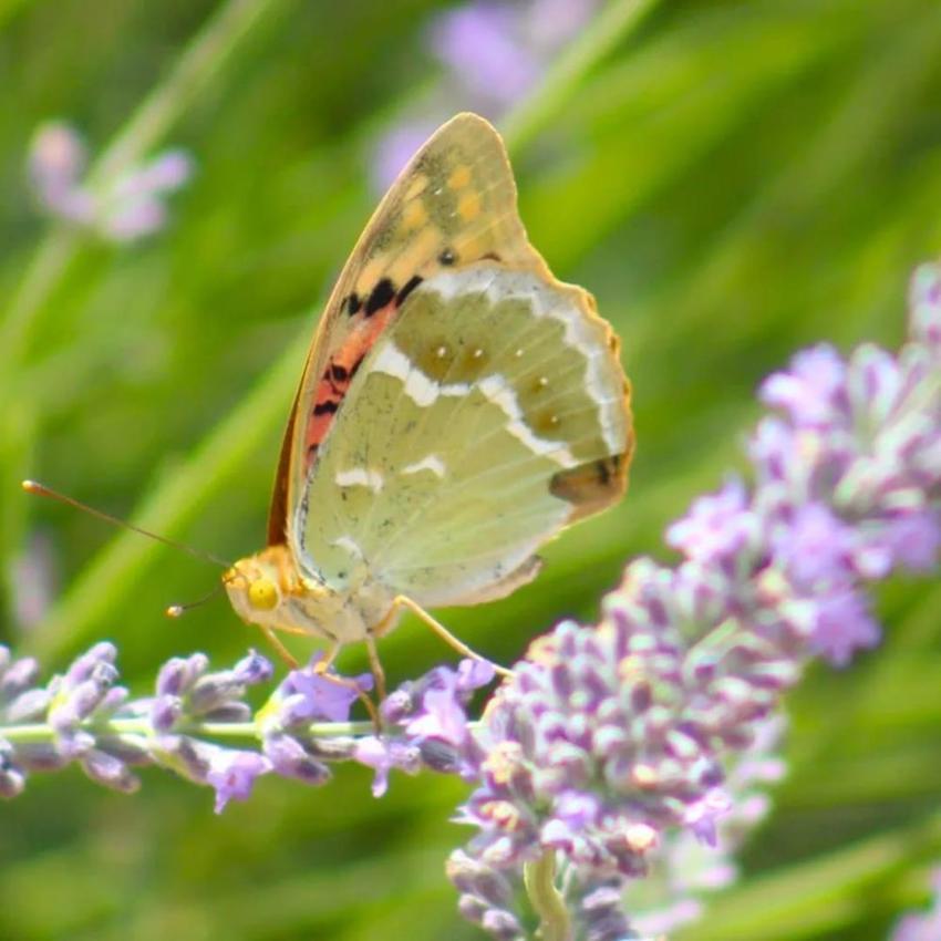 Yüzlerce fotoğrafçı akın etti! Geleneksel Saimbeyli kelebeği gözlem etkinliği başladı 