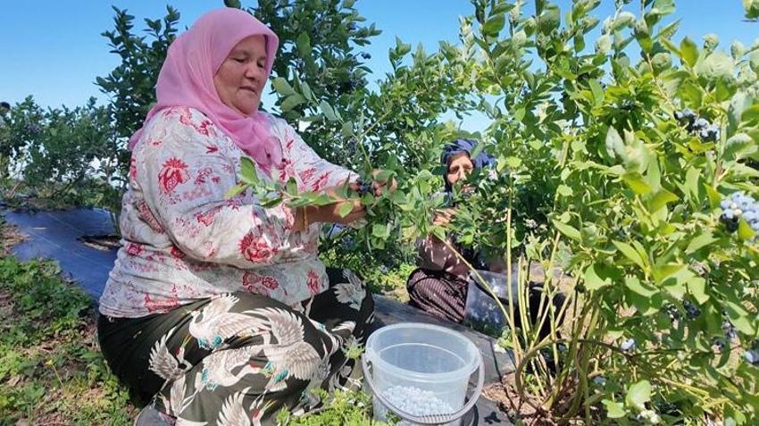 Ordu'da mavi yemiş üreticilerin yüzünü güldürdü! Kilo fiyatı 350 liradan satılıyor