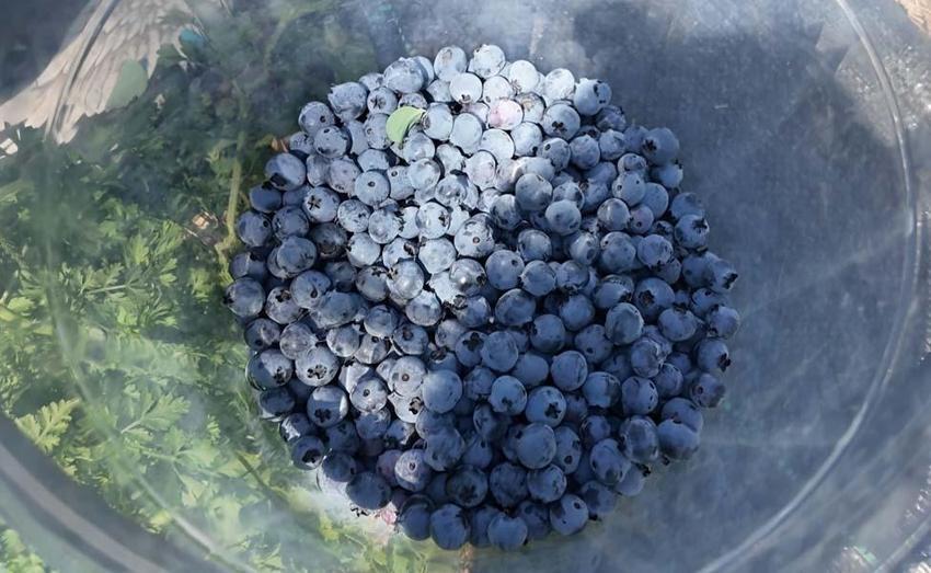 Ordu'da mavi yemiş üreticilerin yüzünü güldürdü! Kilo fiyatı 350 liradan satılıyor