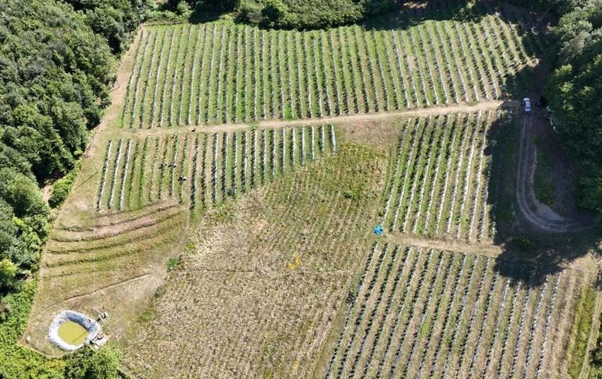Ordu'da mavi yemiş üreticilerin yüzünü güldürdü! Kilo fiyatı 350 liradan satılıyor