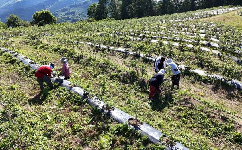 Ordu'da mavi yemiş üreticilerin yüzünü güldürdü! Kilo fiyatı 350 liradan satılıyor