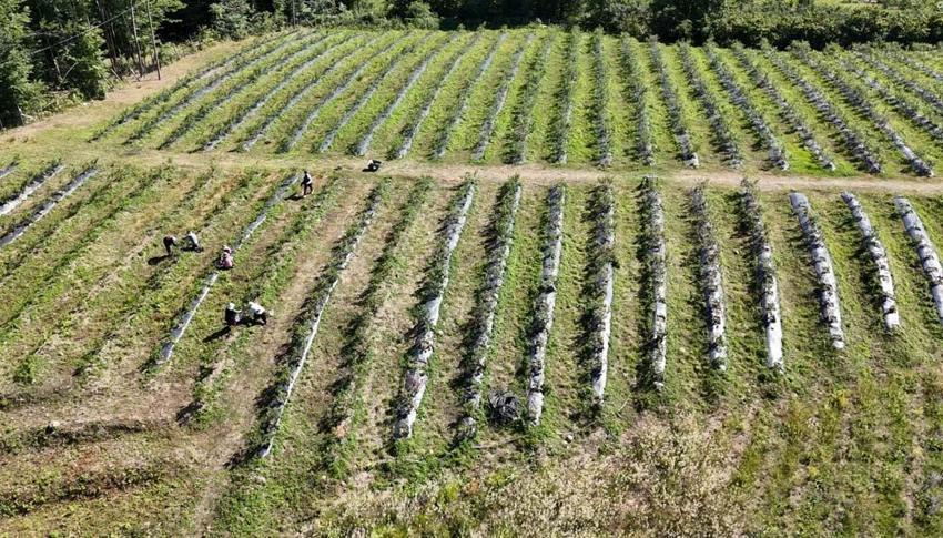 Ordu'da mavi yemiş üreticilerin yüzünü güldürdü! Kilo fiyatı 350 liradan satılıyor
