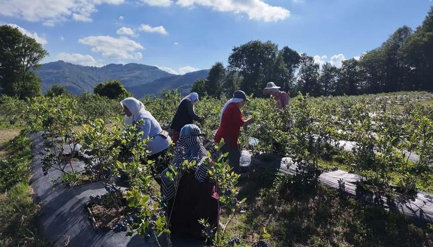 Ordu'da mavi yemiş üreticilerin yüzünü güldürdü! Kilo fiyatı 350 liradan satılıyor