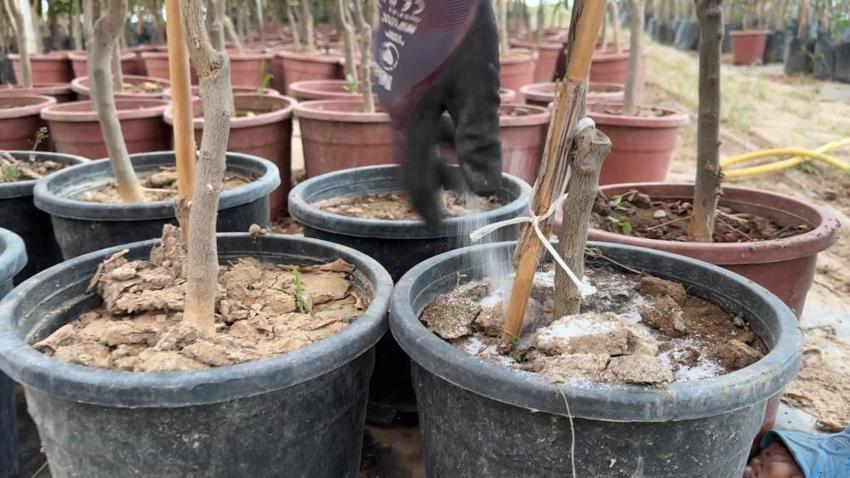 Bilinçsiz gübre, ilaç ve hormon kullanımının tarımsal ürünlerin kalitesini bozuyor