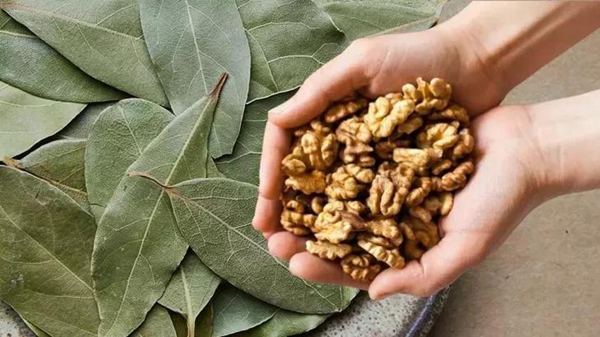 Beyaz saçlar için eczane aratmayan tüyo; İbrahim Saraçoğlu 2 bitkiyle çözümü sundu! Saçları tek renk yapıp, beyazları yok ediyor