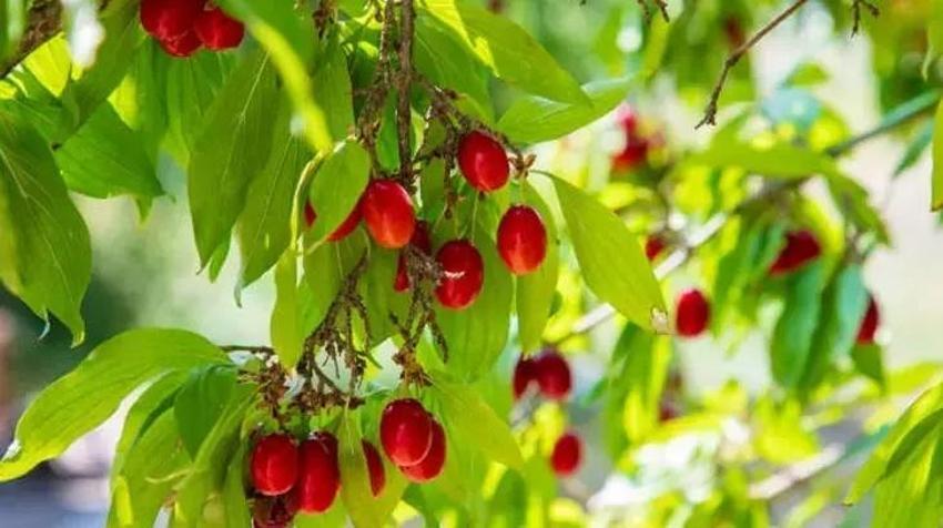 Etkisi ağıza girdiği anda başlıyor! İdrar yolunu lavaboaç gibi temizler, yanmayı anında kesiyor: Koyu rengini antioksidanlardan alıyor