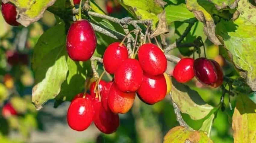 Etkisi ağıza girdiği anda başlıyor! İdrar yolunu lavaboaç gibi temizler, yanmayı anında kesiyor: Koyu rengini antioksidanlardan alıyor