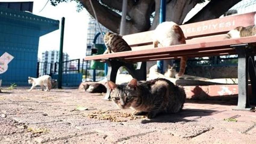 Adana Veteriner Hekimler Odası Başkanı Köse: Sahipsiz kedilerin birden yok olursa sokaklar Paris'e döner!  
