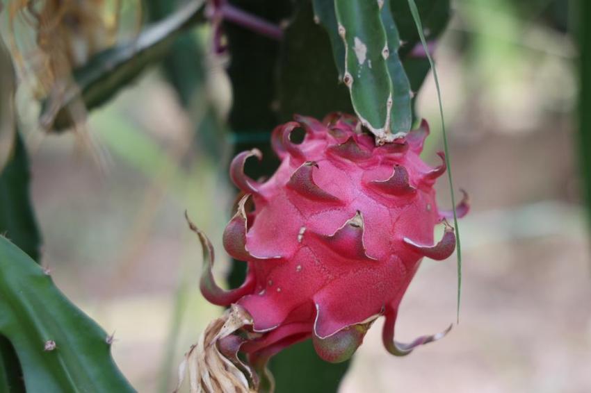 Adanalı çiftçi atıl arsayı üretim merkezine çevirdi! Birçok ilden sipariş yağıyor