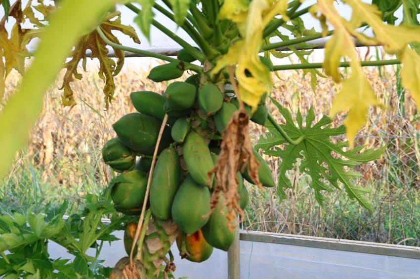 Adanalı çiftçi atıl arsayı üretim merkezine çevirdi! Birçok ilden sipariş yağıyor