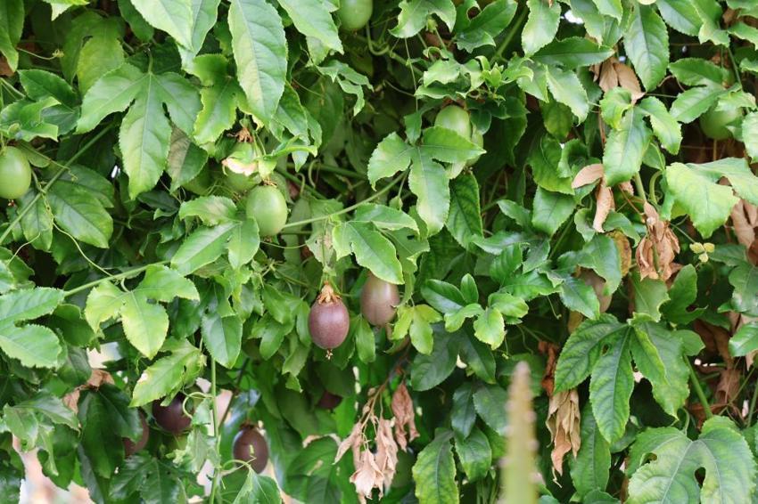 Adanalı çiftçi atıl arsayı üretim merkezine çevirdi! Birçok ilden sipariş yağıyor