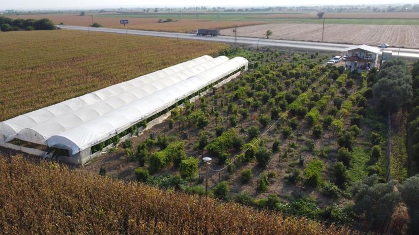 Adanalı çiftçi atıl arsayı üretim merkezine çevirdi! Birçok ilden sipariş yağıyor