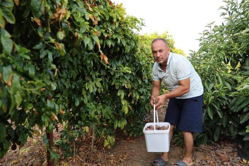 Adanalı çiftçi atıl arsayı üretim merkezine çevirdi! Birçok ilden sipariş yağıyor