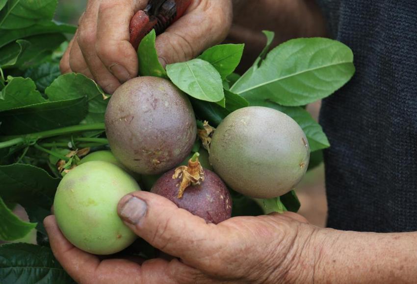 Deneme amaçlı ektiği tropik meyve yüzünü güldürdü: Kilosu 100 TL'den kapış kapış gidiyor