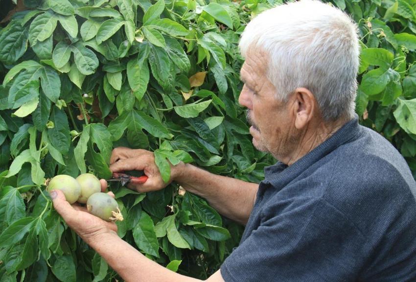 Deneme amaçlı ektiği tropik meyve yüzünü güldürdü: Kilosu 100 TL'den kapış kapış gidiyor