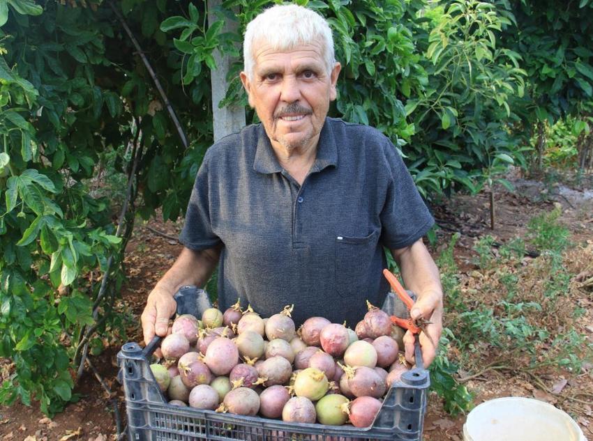 Deneme amaçlı ektiği tropik meyve yüzünü güldürdü: Kilosu 100 TL'den kapış kapış gidiyor