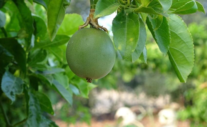 Deneme amaçlı ektiği tropik meyve yüzünü güldürdü: Kilosu 100 TL'den kapış kapış gidiyor
