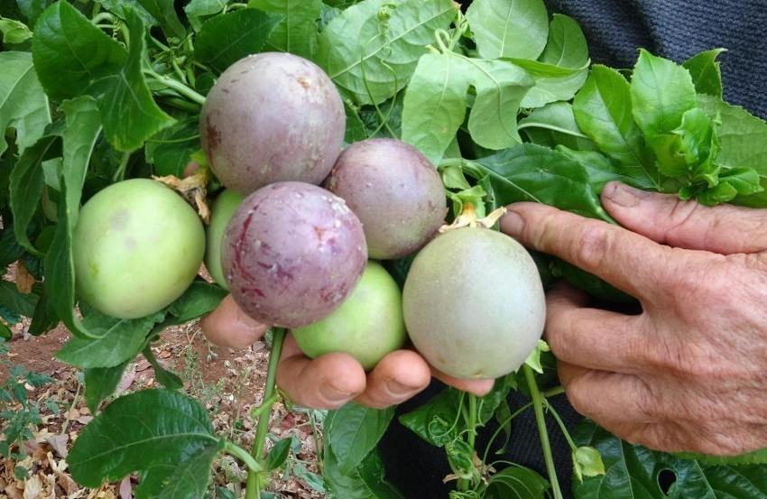 Deneme amaçlı ektiği tropik meyve yüzünü güldürdü: Kilosu 100 TL'den kapış kapış gidiyor