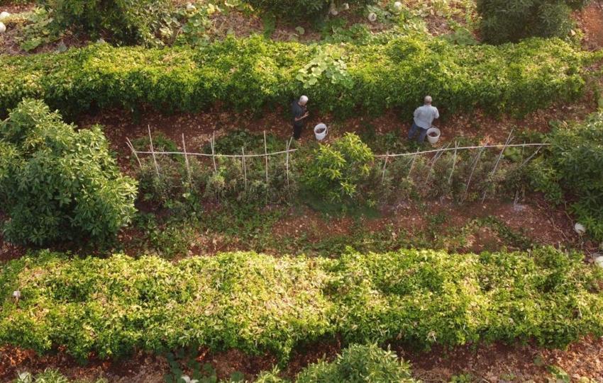Deneme amaçlı ektiği tropik meyve yüzünü güldürdü: Kilosu 100 TL'den kapış kapış gidiyor