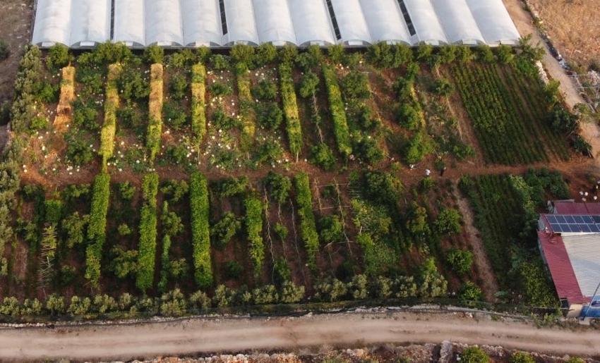 Deneme amaçlı ektiği tropik meyve yüzünü güldürdü: Kilosu 100 TL'den kapış kapış gidiyor