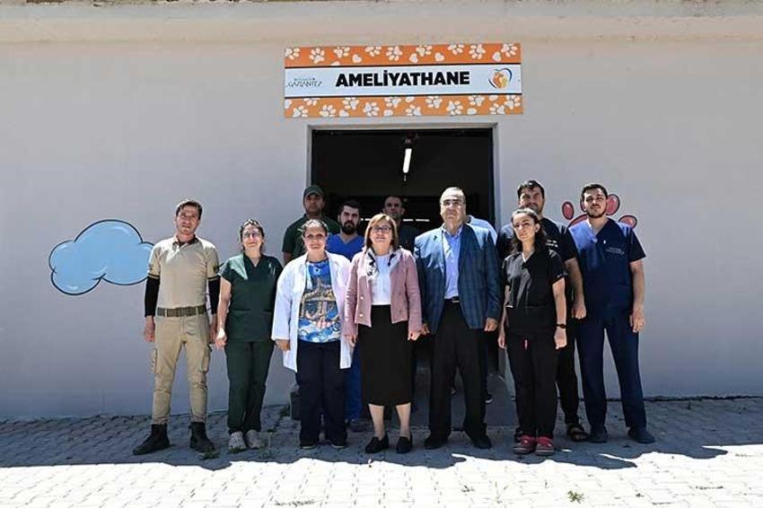 Sokak hayvanları çözümüne Gaziantep modeli: Hayvan dostu şehir olmak için çalışıyor